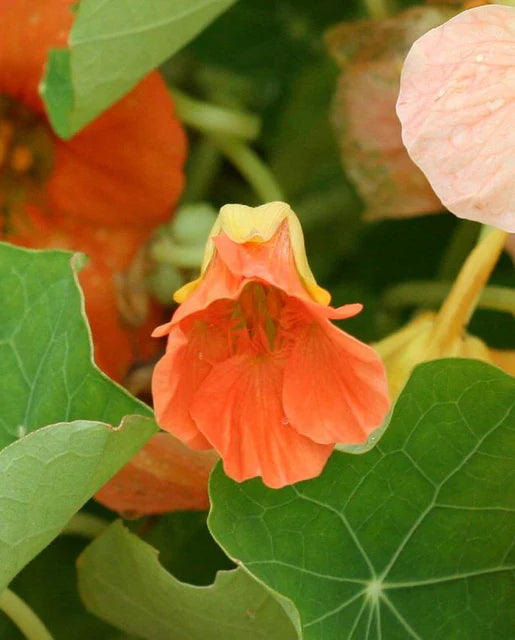 Nasturtium Tip Top Alaska Salmon - West Coast Seeds