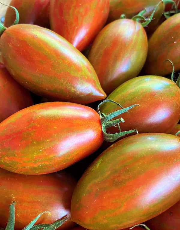 Tomato Bronze Torch - Renee's Garden