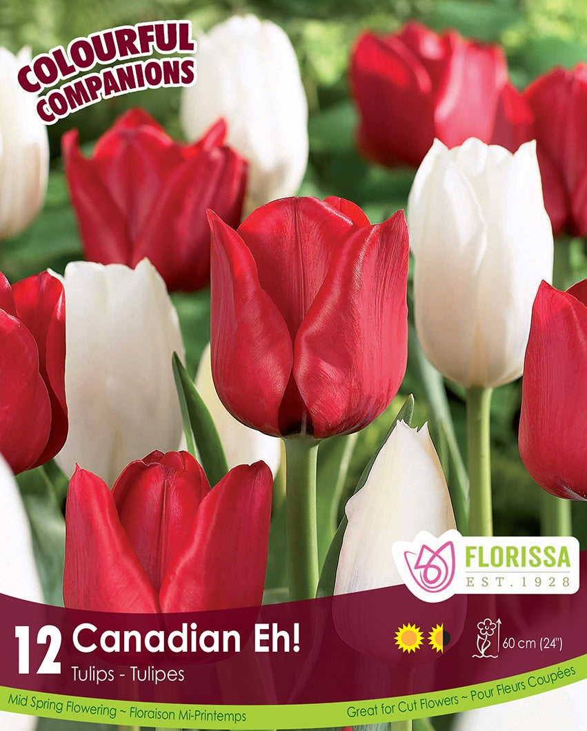 Red and white tulips