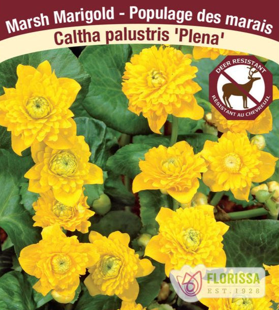 Marsh Marigold - Plena, 1 Pack