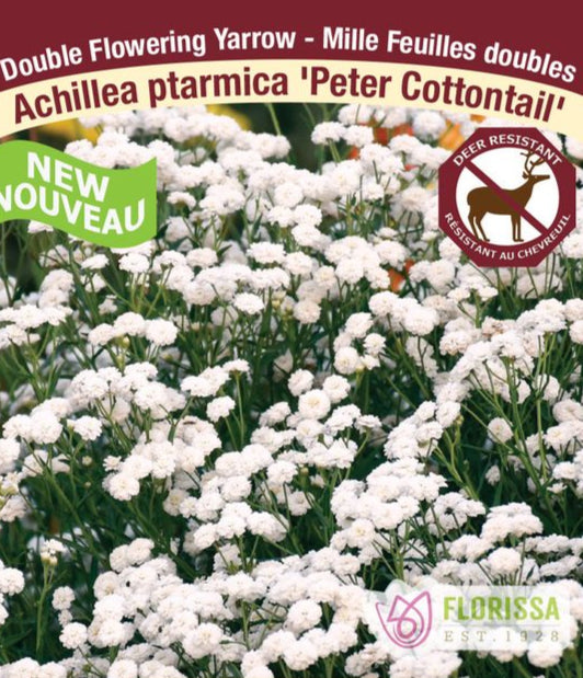 Yarrow - Peter Cottontail, 1 Pack