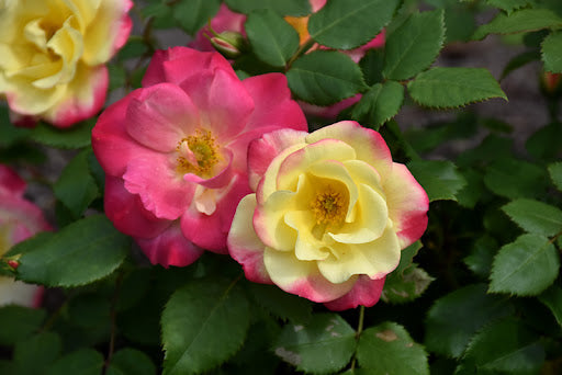 Campfire - Cold Hardy Rose