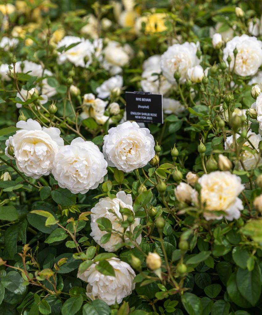 Nye Bevan - David Austin Roses