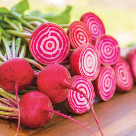 Beet Chioggia - Burpee Seeds