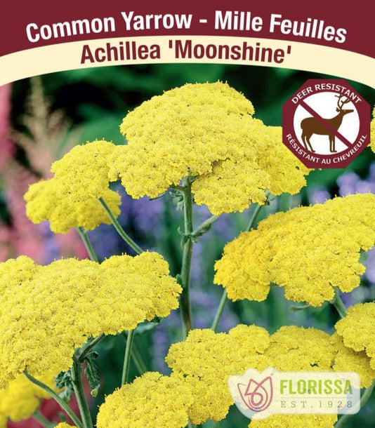 Yarrow - Moonshine, 1 Pack