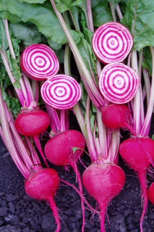 Beet Chioggia - Saanich Organics