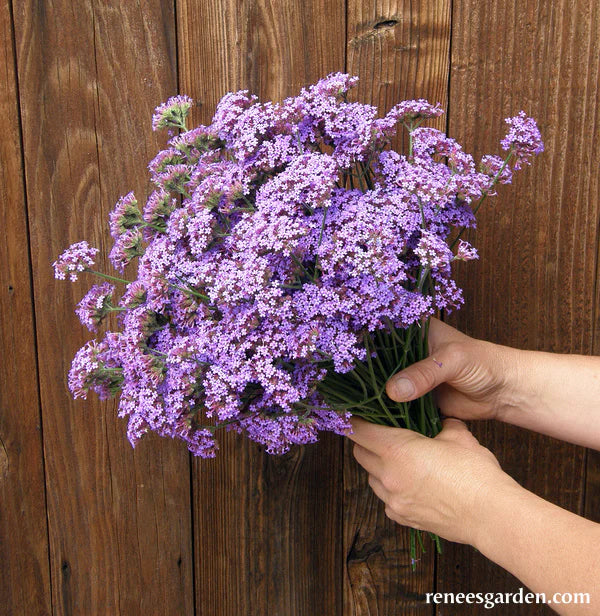 Vanity Verbena Pollinator Wildflowers - Renee's Garden