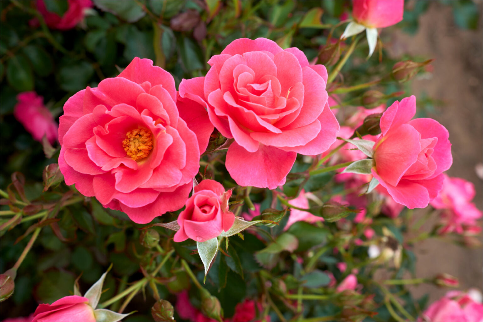 Aurora Borealis - Cold Hardy Rose – Wildwood Outdoor Living
