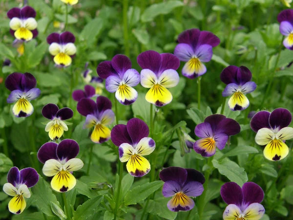 Grandma’s Johnny Jump Ups Violas - Renee's Garden