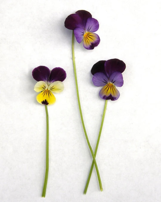 Grandma’s Johnny Jump Ups Violas - Renee's Garden