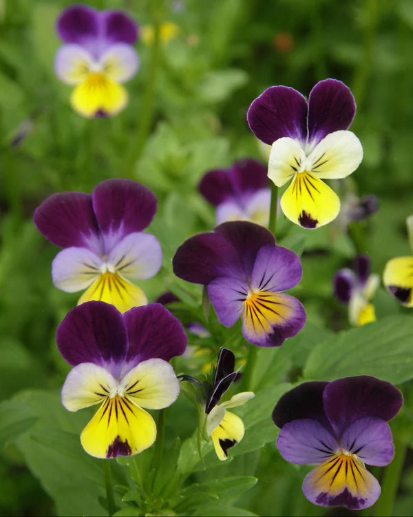 Grandma’s Johnny Jump Ups Violas - Renee's Garden