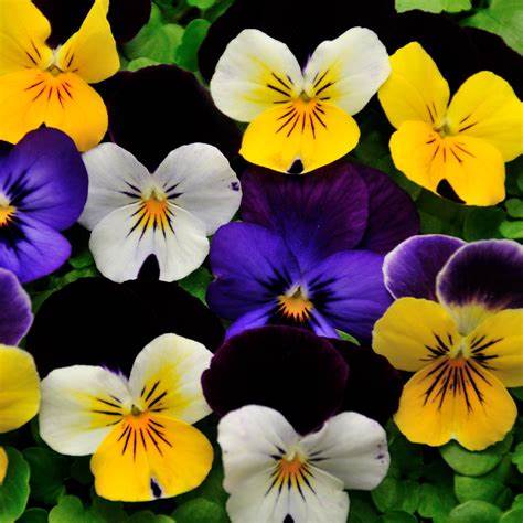 Viola Mixed Colours - Pacific Northwest Seeds