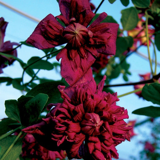 Clematis Viticella Purpurea Plena Eligans
