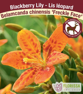 Blackberry Lily - Freckle Face, 1 Pack