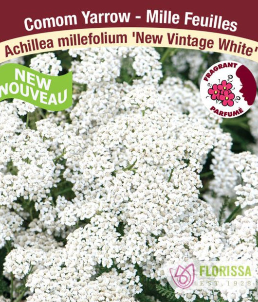 Yarrow- New Vintage White, 1 Pack