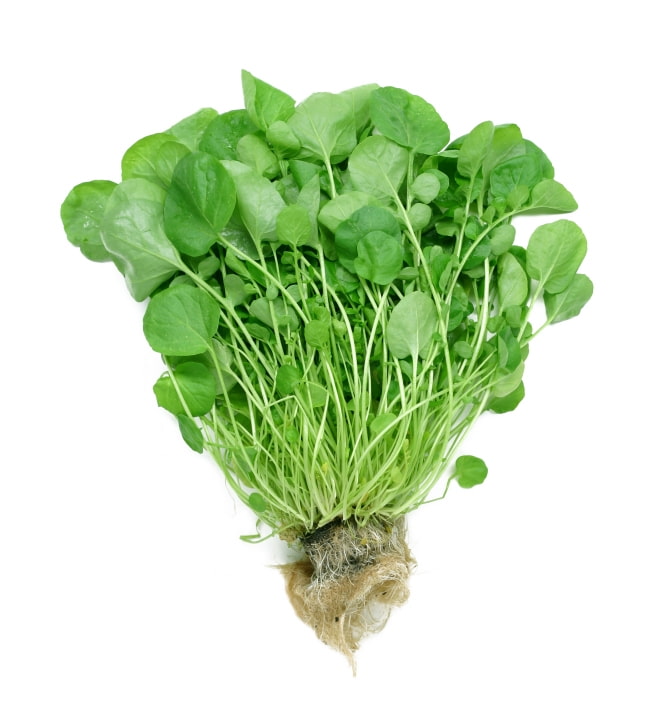 Water Cress - Pacific Northwest Seeds