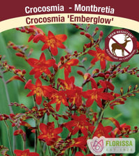 Crocosmia - Emberglow, 1 Pack