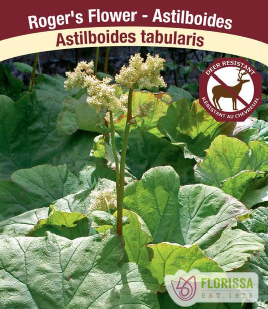 Astilboides tabularis - Roger's Flower, 1 Pack
