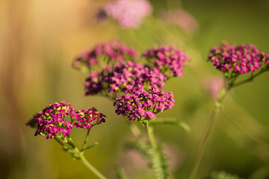 Yarrow - New Vintage Violet, 1 Pack