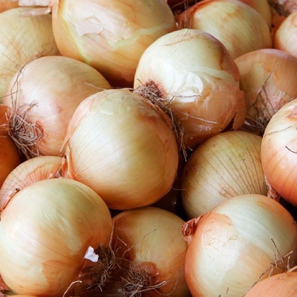Onion Sweet Spanish Yellow - Pacific Northwest Seeds