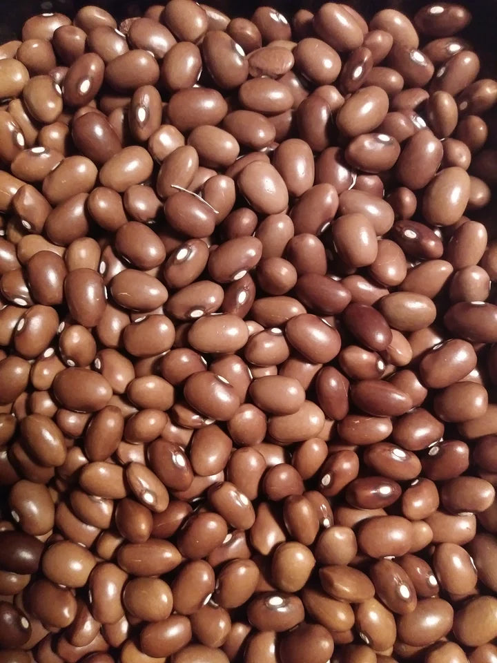 Bean Yer Fasulyasi Snap  - Eagleridge Seeds
