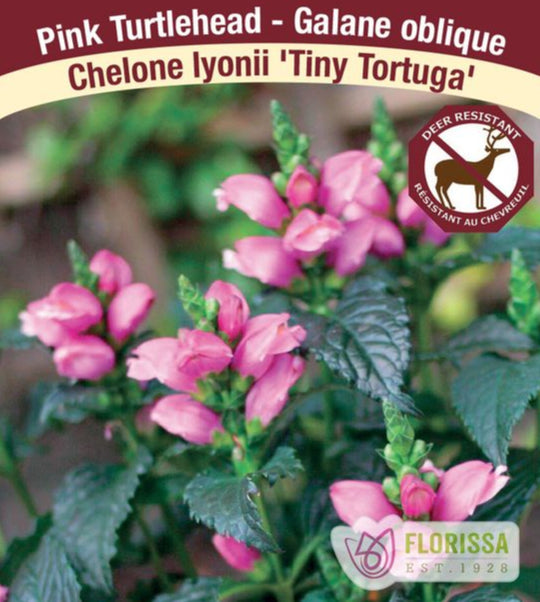 Chelone - Tiny Tortuga, 1 Pack
