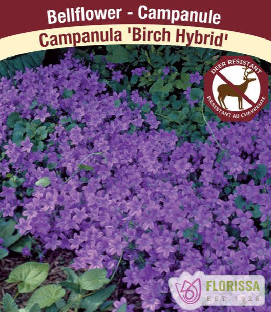 Campanula - Birch Hybrid, 1 pack