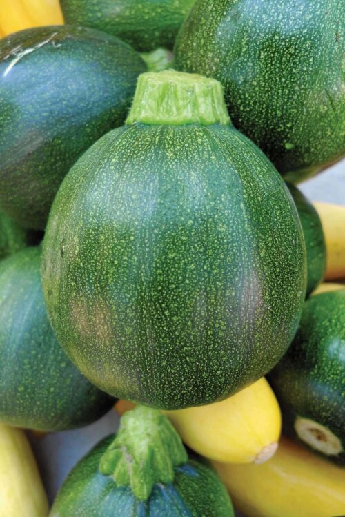 Zucchini Ronde de Nice International - Aimers Seeds