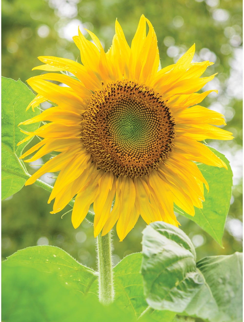 Sunflower Pike's Peak - Burpee Seeds