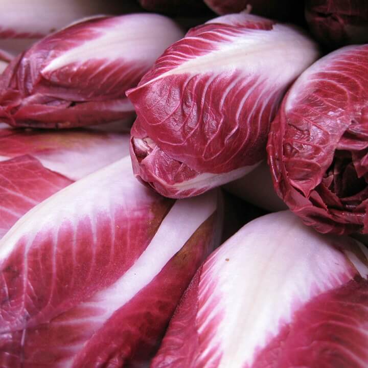 Radicchio Verona Red - Ontario Seed Company