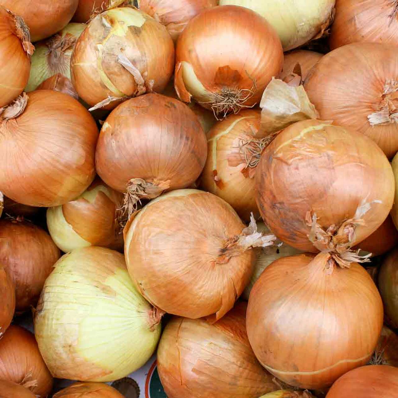Onion Sweet Spanish Utah - Ontario Seed Company
