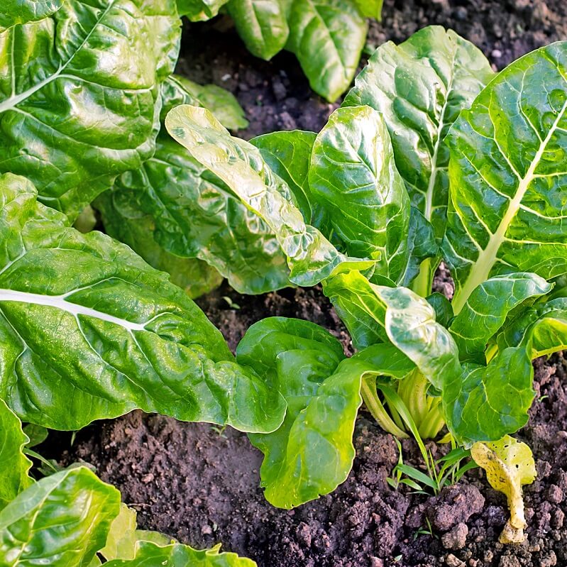 Spinach Perpetual Swiss Chard - Ontario Seed Company