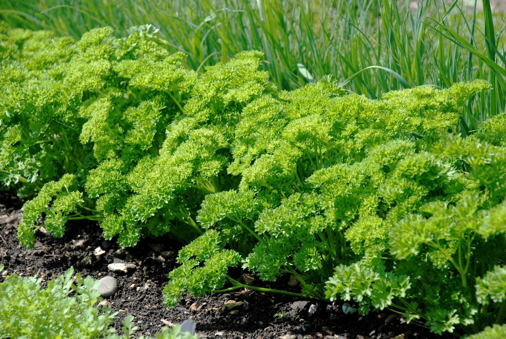 Parsley Forest Green - Ontario Seed Company