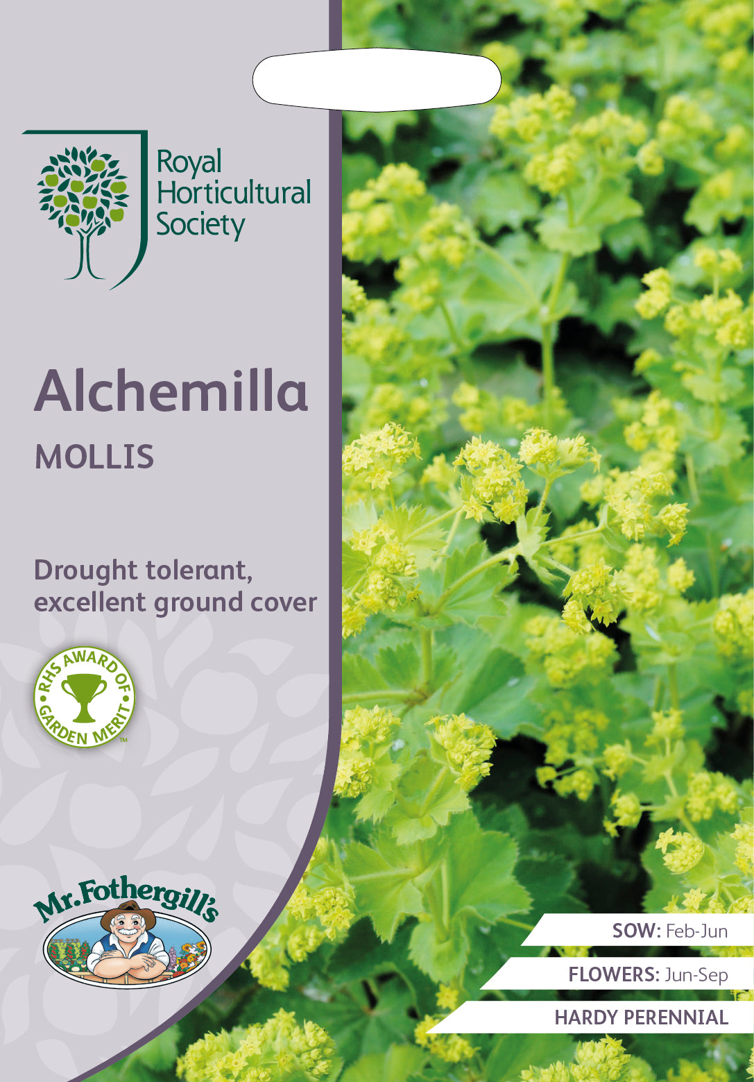 Alchemilla Mollis - Mr. Fothergill's Seeds RHS
