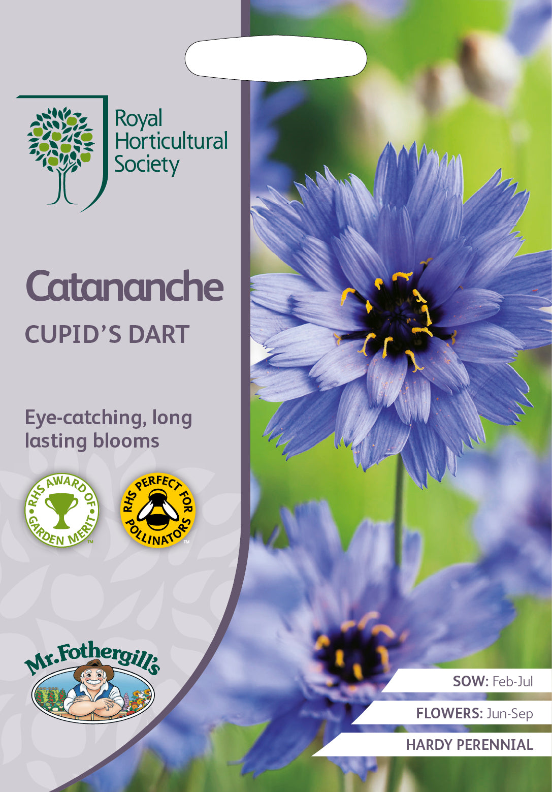 Catananche Cupid's Dart - Mr. Fothergill's Seeds RHS