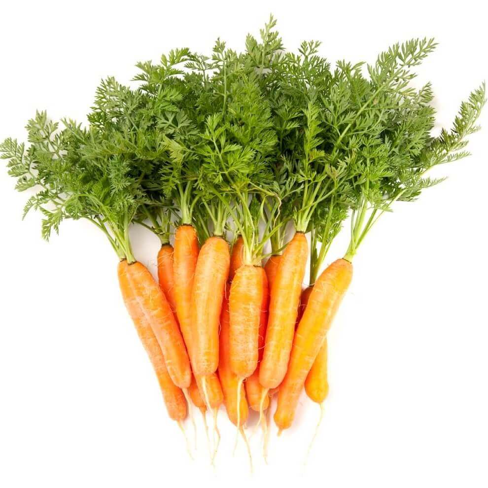Carrot Baby Finger - Ontario Seed Company
