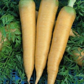 Carrot Solar Yellow - Ontario Seed Company