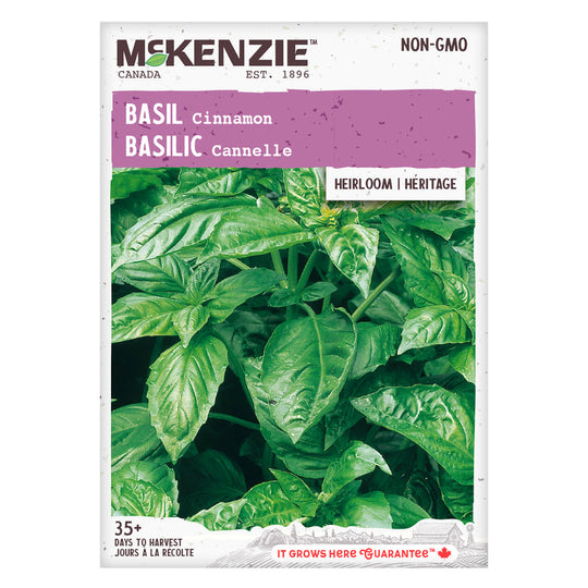 Basil Cinnamon - McKenzie Seeds