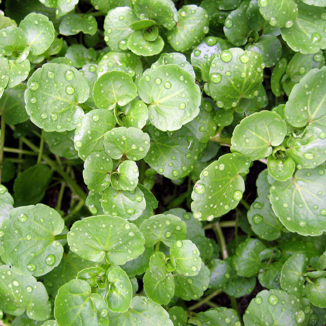 Cress True Watercress - Ontario Seed Company