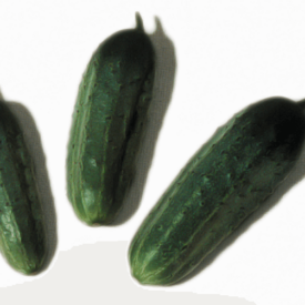 Cucumber Wisconsin SMR 58 - Ontario Seed Company