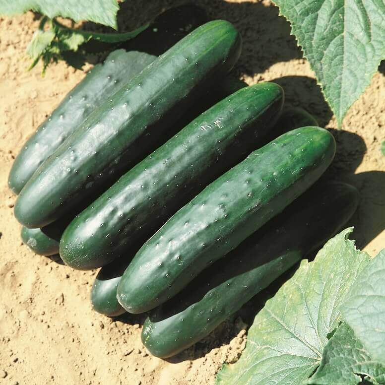 Cucumber Raider Hybrid - Ontario Seed Company