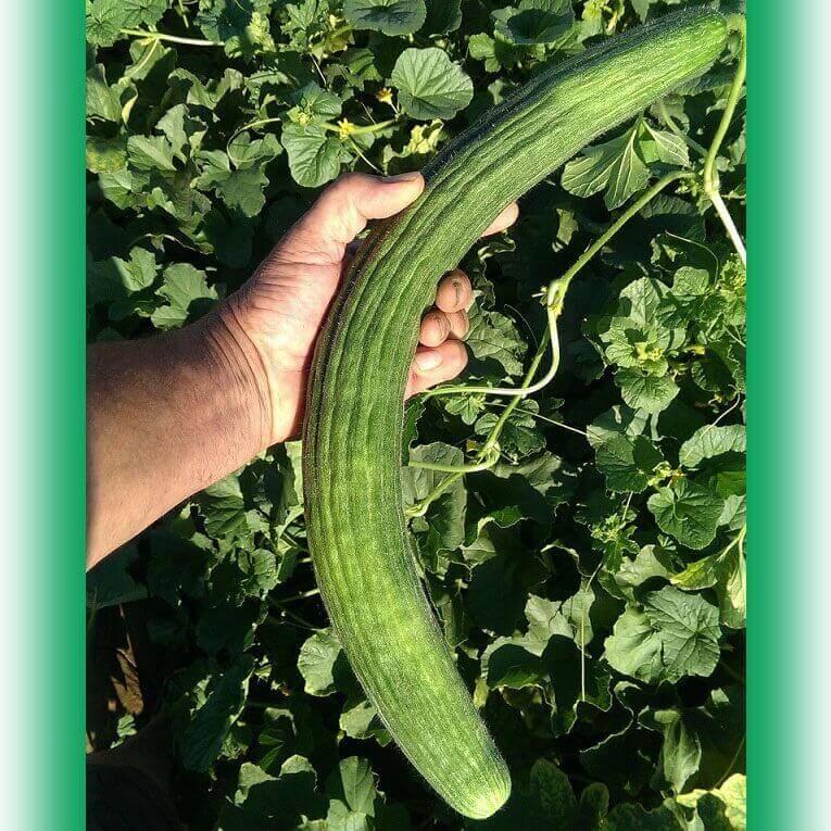 Cucumber Armenian - Ontario Seed Company