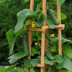 Cucumber Patio Snacker Hybrid - Ontario Seed Company