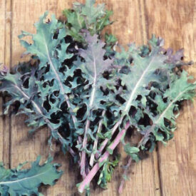Kale Red - Ontario Seed Company