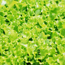 Lettuce Grand Rapids - Ontario Seed Company
