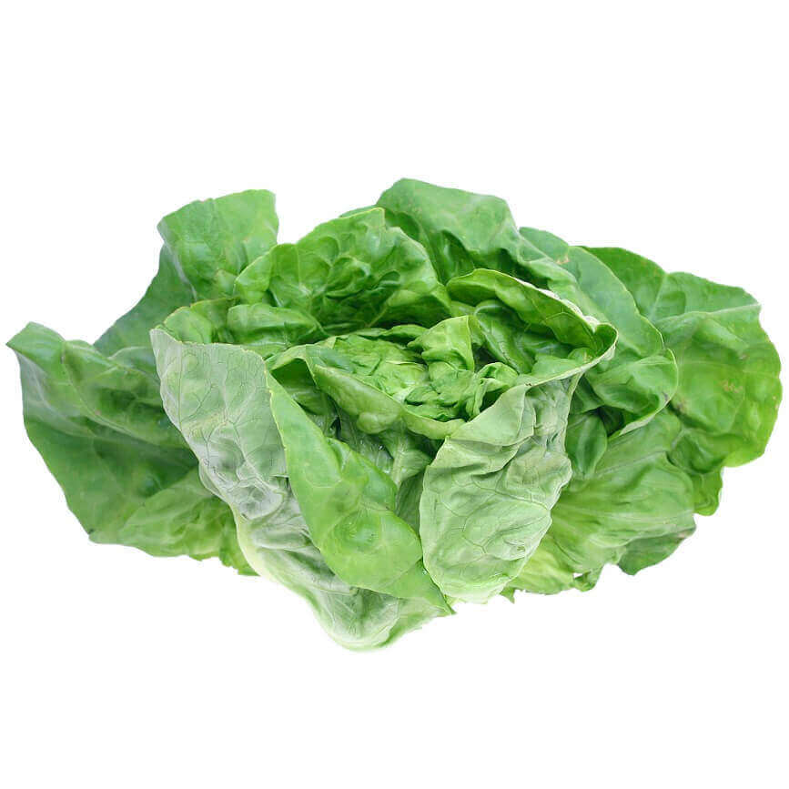 Lettuce Bibb - Ontario Seed Company