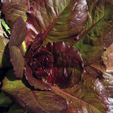 Lettuce Red Romaine - Ontario Seed Company