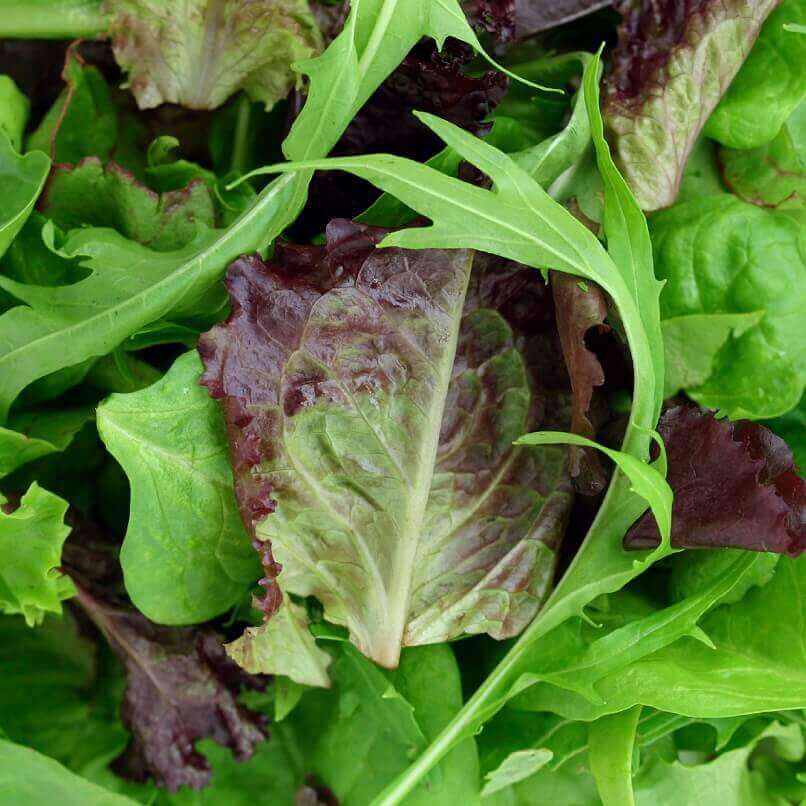 Mesclun Mixture Mild Mix - Ontario Seed Company