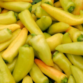 Pepper Hungarian Yellow Hot Wax - Ontario Seed Company
