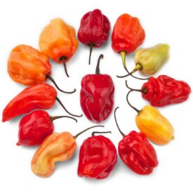 Pepper Caribbean Red Hot - Ontario Seed Company